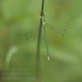 Lestes_virens_ai3680