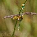 Lestes_virens_bc9553