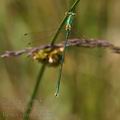 Lestes_virens_bc9563