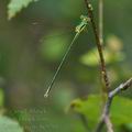 Lestes_virens_bc9701