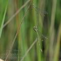 Lestes_virens_bd8173