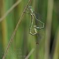 Lestes_virens_bd8186