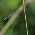 Lestes_virens_bd8198