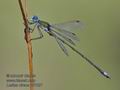 Lestes_virens_pf7027