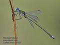 Lestes_virens_pf7027