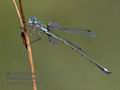 Lestes_virens_pf7036