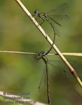 Lestes_virens_rb0738