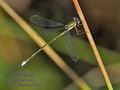 Lestes_virens_rb0756