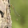 Lestes_viridis_af5336