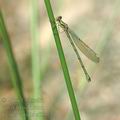 Lestes_viridis_af5374