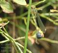 Lestes_viridis_af5379