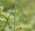 Lestes_viridis_af5389