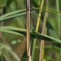 Lestes_viridis_bd5310