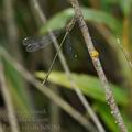 Lestes_viridis_bd8284