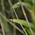 Lestes_viridis_bd8284