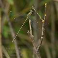 Lestes_viridis_bd8309