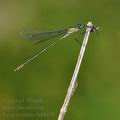 Lestes_viridis_bd9039