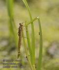 Lestes_viridis_fc4796