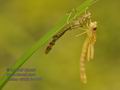 Lestes_viridis_fc4806