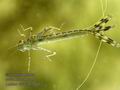 Lestes_viridis_kb6487