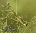 Lestes_viridis_kb6496