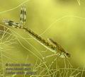 Lestes_viridis_kb6501