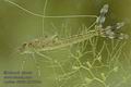 Lestes_viridis_kb6508s