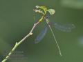 Lestes_viridis_ra9775