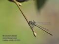 Lestes_viridis_rb1823