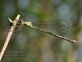 Lestes_viridis_rc6496