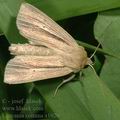 Leucania_comma_a1020