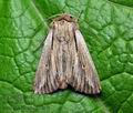 Leucania_comma_ji6665s