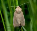 Leucania_obsoleta_ct0465s