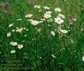 Leucanthemum_vulgare_4831