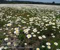 Leucanthemum_vulgare_ed2009