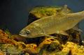 Leuciscus_aspius_he7128