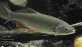 Leuciscus_cephalus_hd3840