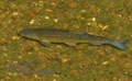 Leuciscus_cephalus_pa7030949