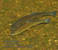 Leuciscus_cephalus_pa7030983