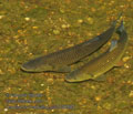 Leuciscus_cephalus_pa7030985