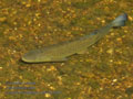 Leuciscus_cephalus_pa7031010