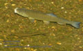 Leuciscus_cephalus_pa7031028