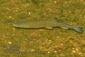 Leuciscus_cephalus_pa7031096