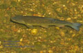Leuciscus_cephalus_pa7031130