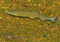 Leuciscus_cephalus_pa7031136