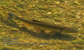 Leuciscus_cephalus_pa7031376