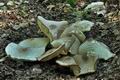 Leucoagaricus_americanus_cf3937