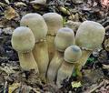 Leucoagaricus_americanus_cf3956