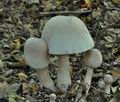Leucoagaricus_americanus_cf4563