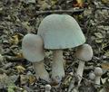 Leucoagaricus_americanus_cf4563